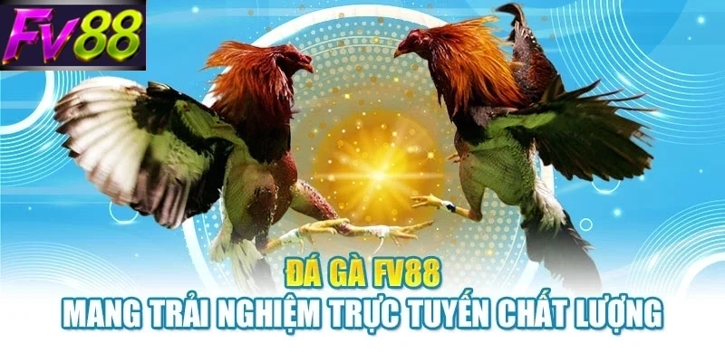 da ga fv88 mang trai nghiem truc tuyen chat luong Đá gà FV88 mang trải nghiệm trực tuyến chất lượng